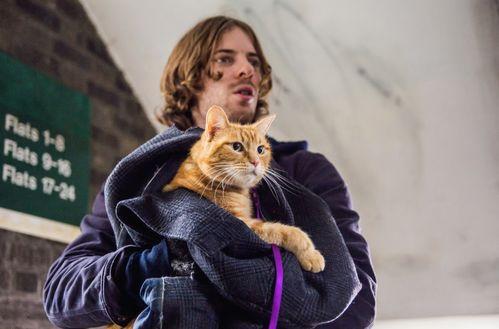 流浪猫鲍勃,一段温暖的人猫情缘